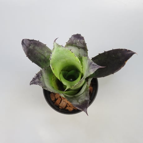 Hohenbergia leopoldo-horstii Black form