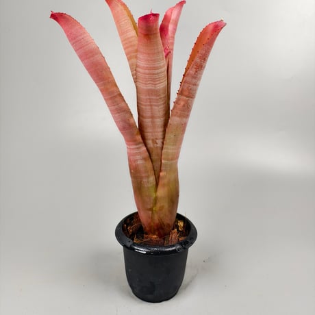 Neoregelia cruenta Rubra
