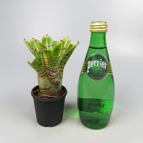 Neoregelia 'Half Pint' Bromeliad Cultivar Register (11235)