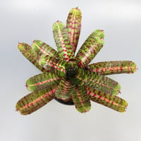 Neoregelia 'Whirlwind' Bromeliad Cultivar Register (11247)