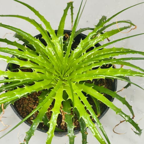 dyckia | STORES