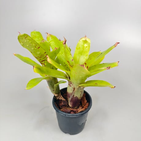 Neoregelia 'Chiquita Linda' x (lilliputiana × punctasisima)