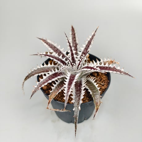 Dyckia Photon ((Sawfish x Zinfandel #8) x Heaven and Hell) (PSA01)