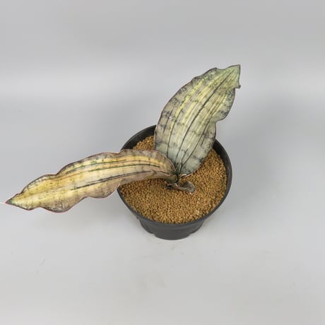 Sansevieria kirkii var. pulchra 'Coppertone' Silver variegated.