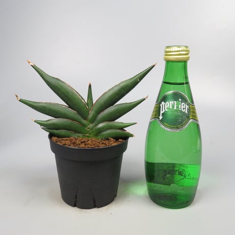 Sansevieria Sawasdee
