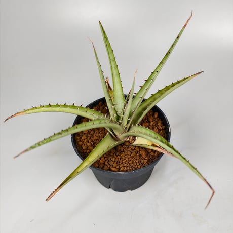 Dyckia sp excelsa ex Satith