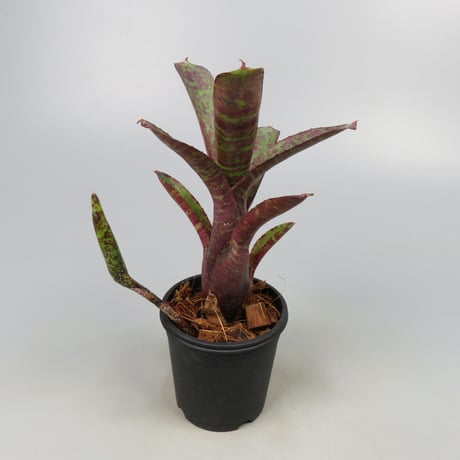 Neoregelia ampullacea 'Zebrina' (WBC2006 Chan)