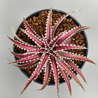 Dyckia Uncle Ray  Bill Baker hybrid