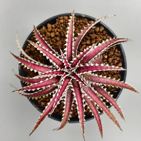 dyckia | STORES