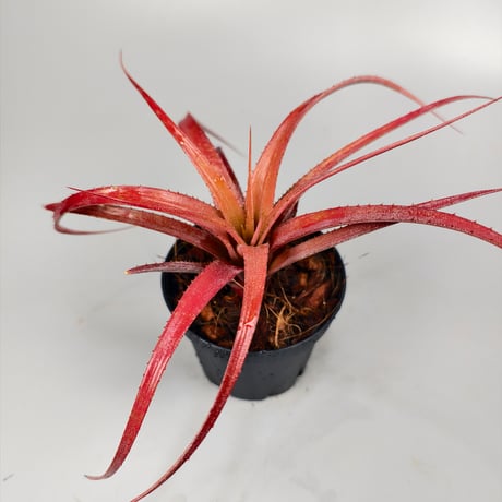 Aechmea recurvata f.rubra