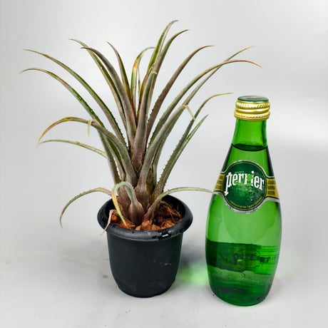 Aechmea guaratubensis