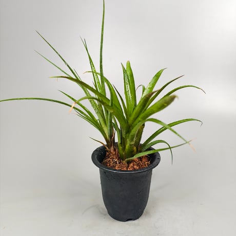 Aechmea recurvata var. benrathii stoloniferus ex SN