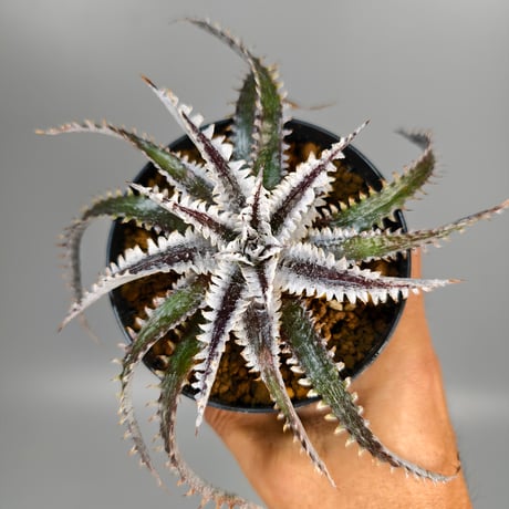 Dyckia Tartaria Sueb Hybrid