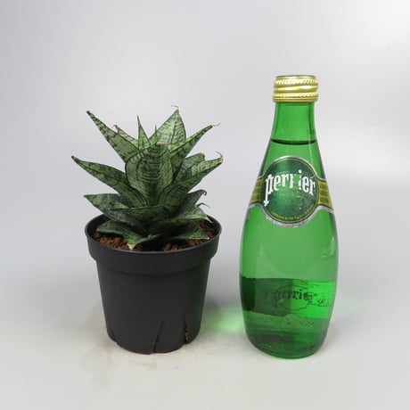 Sansevieria Ehrendel