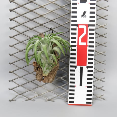 Tillandsia ionantha var. vanhyningii 'Green Dragon'