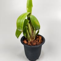 Aechmea brevicollis