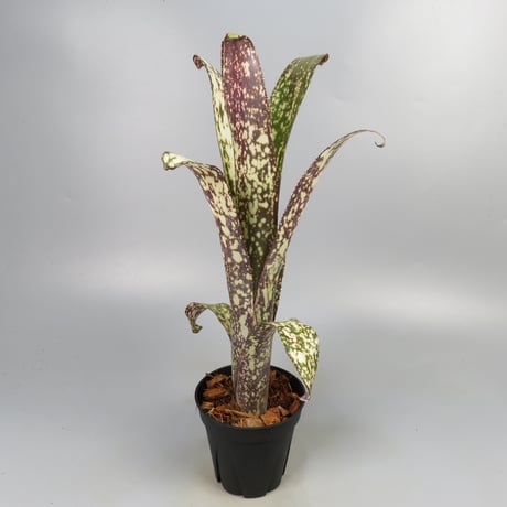Billbergia 'Casa Blanca' (BCR750)
