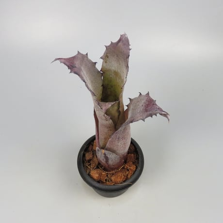Hohenbergia sp. 357