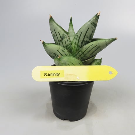 Sansevieria Infinity from Yoky plant