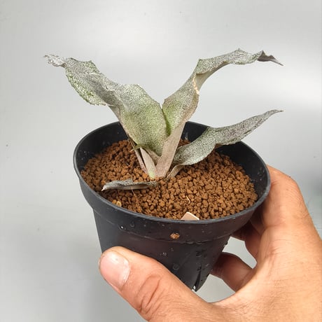 Cryptanthus 'Fire Blush' Bromeliad Cultivar Register (1335)