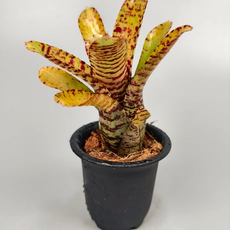 Neoregelia punctatissima Yellow x Palmers  Panlop Rungrussami Hybrid
