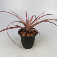 Aechmea recurvata f.rubra