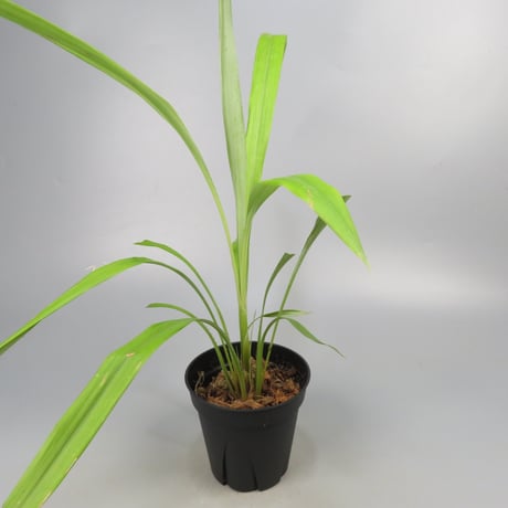 Pitcairnia smithiorum
