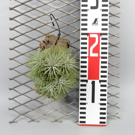 Tillandsia 'Pleiades' cv. of ionantha (Clump)