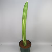 Sansevieria sinu-simiorum R979