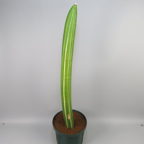 Sansevieria sinu-simiorum R979