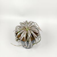 Dyckia choristaminea x Dakota ex Satith