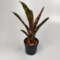 Neoregelia Domino Bromeliad Cultivar Register (3978)