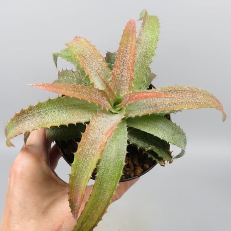 Orthophytum 'Iron Burn'
