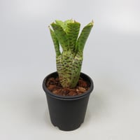 Neoregelia punctatissima Yellow form