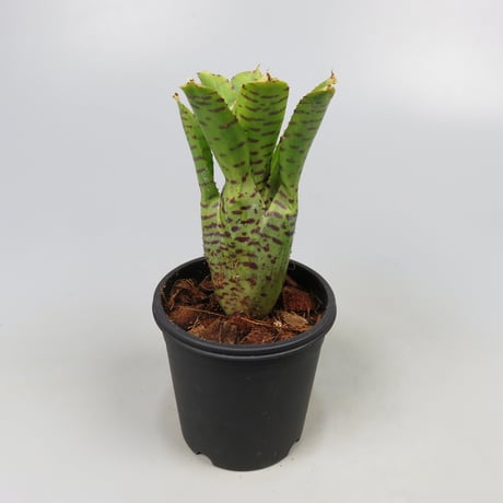 Neoregelia punctatissima Yellow form