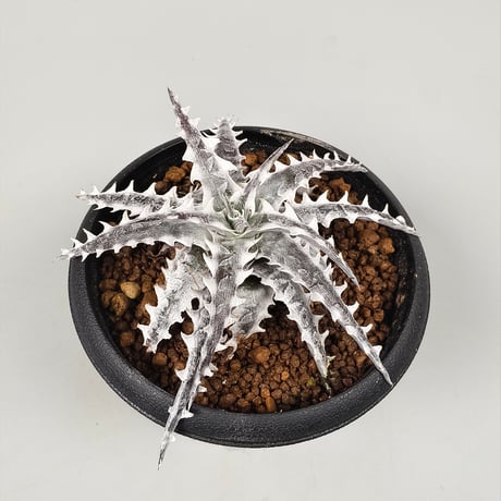 Dyckia Little Wing Bromeliad Cultivar Register (16648) Otto Bromeliad Hybrid