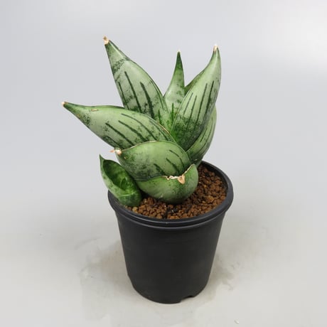 Sansevieria Infinity from Yoky plant