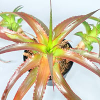 Orthophytum glabrum