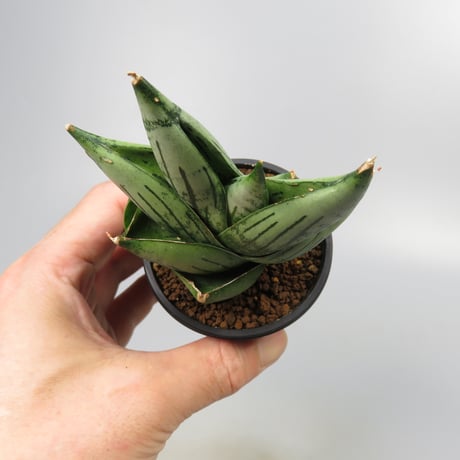 Sansevieria Infinity from Yoky plant