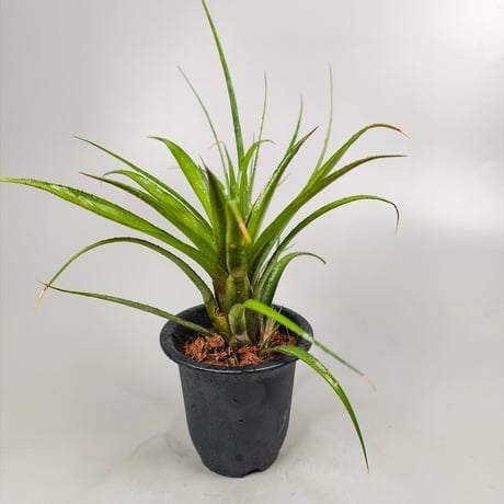 Aechmea recurvata var. benrathii stoloniferus ex SN