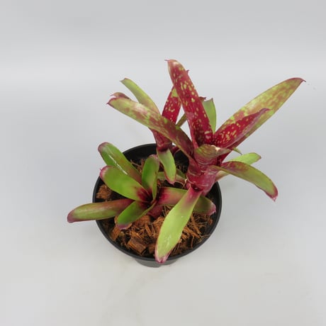 Neoregelia Wild Tiger x Chiquita Linda
