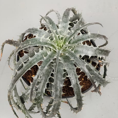 Encholirium diamantinum from Seeds Brazil