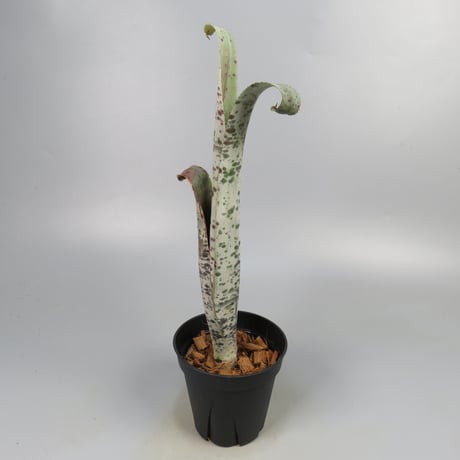 Quesnelia marmorata 'Tim Plowman' (BCR7974)
