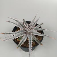 Dyckia 'Kali' (Warren × Mercury) Sueb Hybrid