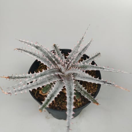 CATEGORY Dyckia | Panus