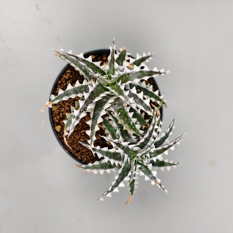 Dyckia Otto-ZL004 Otto Bromeliad Hybrid