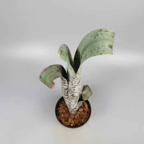 Quesnelia marmorata 'Tim Plowman' (BCR7974)