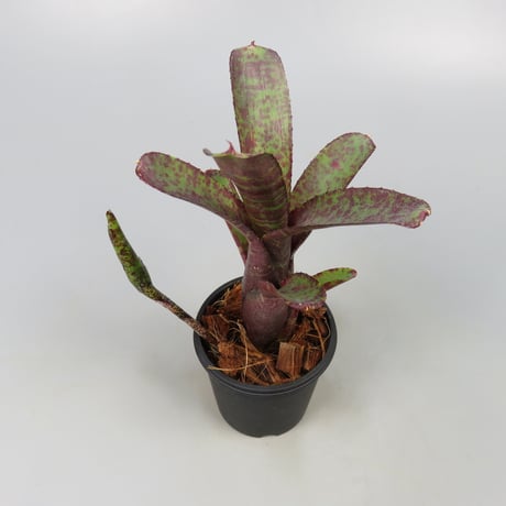 Neoregelia ampullacea 'Zebrina' (WBC2006 Chan)
