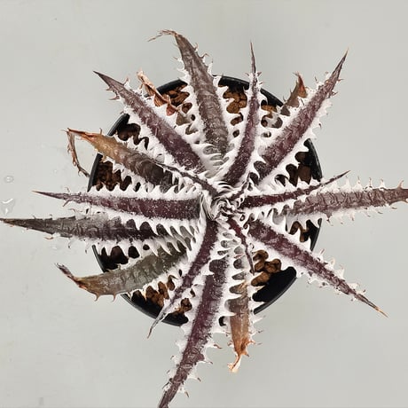 Dyckia Photon ((Sawfish x Zinfandel #8) x Heaven and Hell) (PSA01)