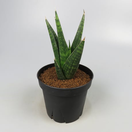 Sansevieria Manny pacquiao from Yoky plant